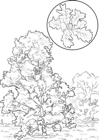 Iowa State Bird Coloring Page Coloring Pages