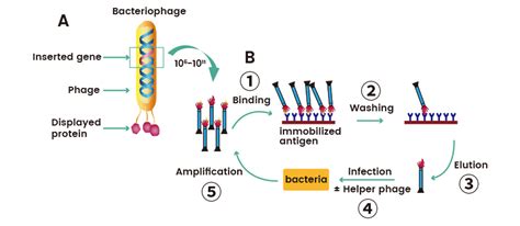 Phage Display and Antibody Library | Sino Biological