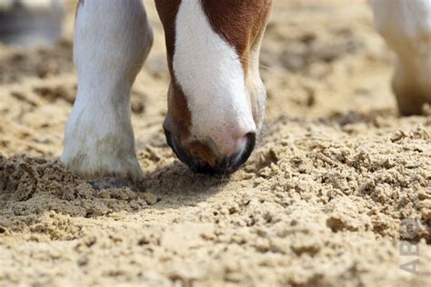 Zandkoliek Spijsvertering Paarden Ziektes En Aandoeningen