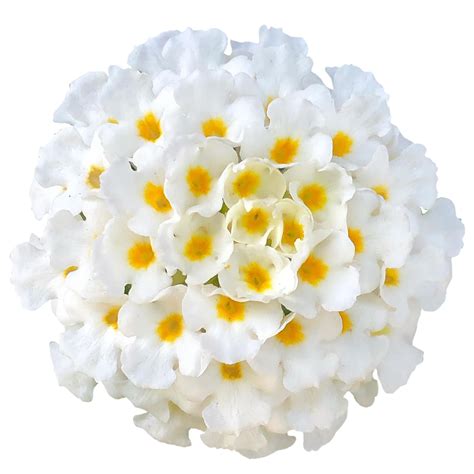 Lantana Camara De Flores Blancas 21911589 PNG