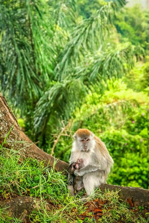 premium photo indonesian macaque monkey