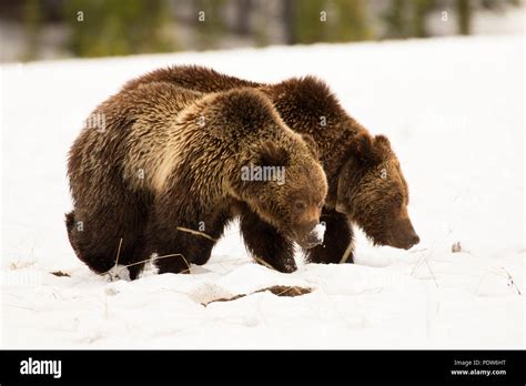 Grizzly Bear Yellowstone National Park Wyoming Stock Photo Alamy