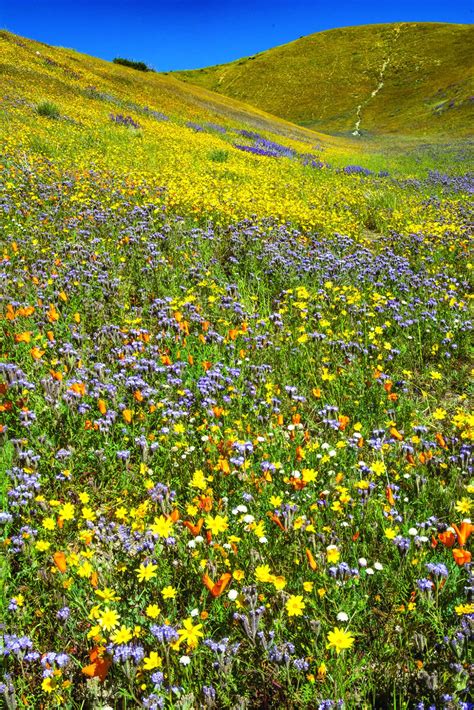 Spring wildflower fields | Gilroy Dispatch | Gilroy, California