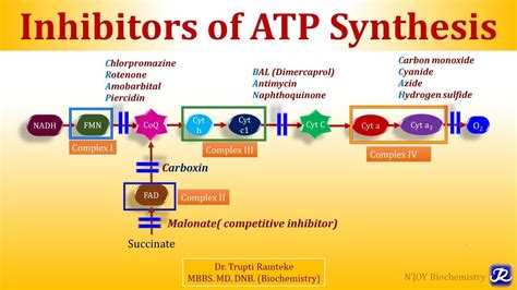 4 Inhibitors Of Electron Transport Chain And Oxidative Phosphorylation