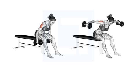 Dumbbell Rear Fly - Guide, Benefits, and Form