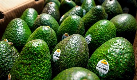 Jalisco Estrena Planta Para Exportar Aguacate A Eu Europa Y Asia