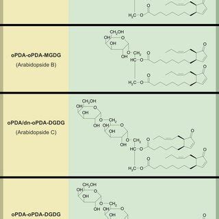 A Simplified Model Of Ja Ile Perception And Signaling Via The Scf