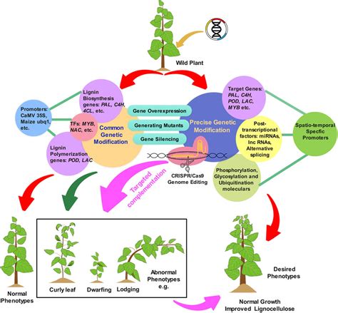 Frontiers Spatio Temporal Modification Of Lignin Biosynthesis In