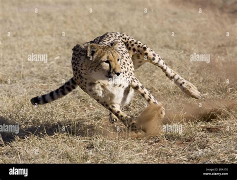 running cheetah Stock Photo: 83199060 - Alamy