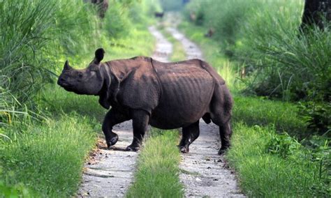 Five rhinos die from suspected anthrax infection in India