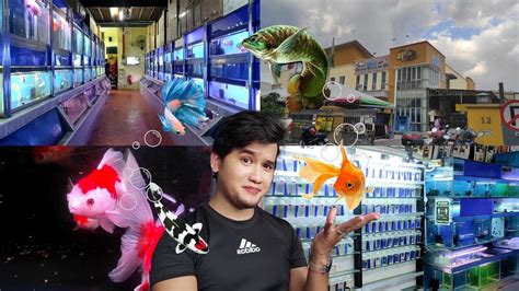 Kedai Aquarium Xian Long Aquatic Sdn Bhd Shah Alam Youtube