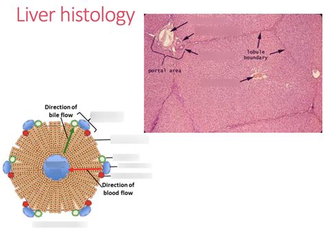 Bio 228 Digestive Ppt 5 Diagram Quizlet