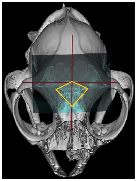 Ct Three Dimensional Reconstruction Rostrodorsal View Of The Skull Of