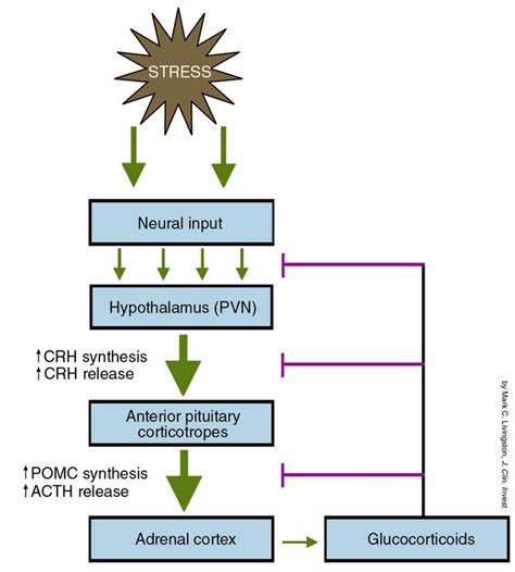 Jci Regulation Of Adrenocorticotropic Hormone Secretion Lessons From