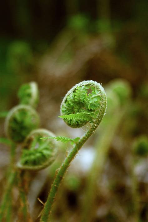 Fern Growth Frond Roll - Free photo on Pixabay - Pixabay