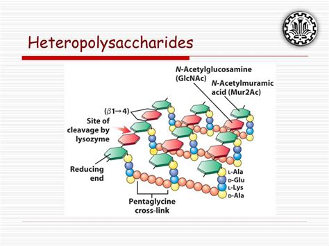 PPT Part 1 Carbohydrates Continue Prepared By Dr A Riasi