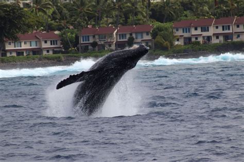 Whale Watching Cruise Kailua Kona Project Expedition