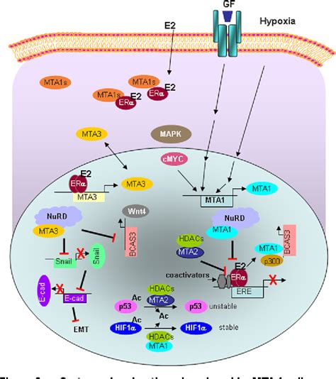 Figure 2 from Review Nuclear Receptor Signaling | The Open Access ...