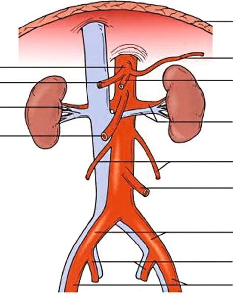 abdominal aorta Diagram | Quizlet