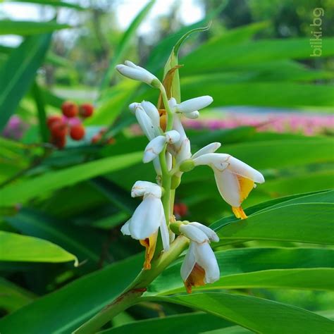 Галангал корен млян подправка и имуностимулант Alpinia officinarum 100 ...