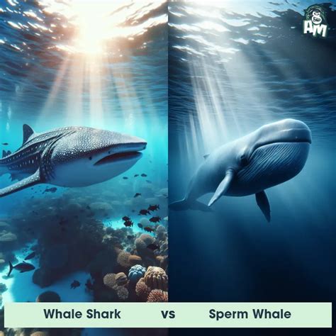 Sperm Whale Predator Prey Interactions Fights And Aggressive