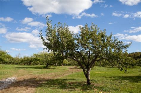 Apple Picking At Orchard Hill Farm Cumberland Maine Map And Menu