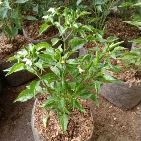 Jual BISA COD Pohon Cabai Rawit Hijau Siap Berbuah Tanaman Cabe