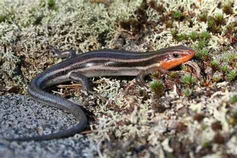 Five-lined Skink Facts and Pictures