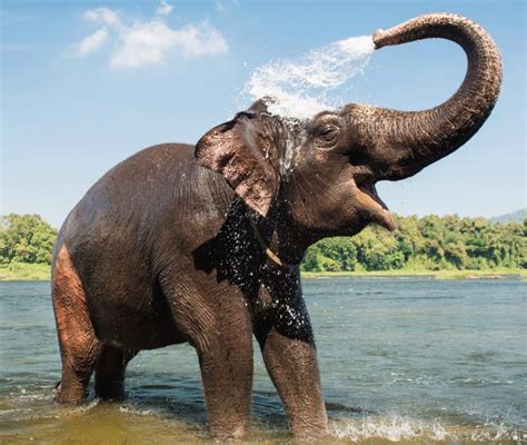 Digestion Asian Elephant