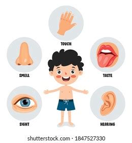 Five Senses Concept Human Organs Stock Vector Royalty Free