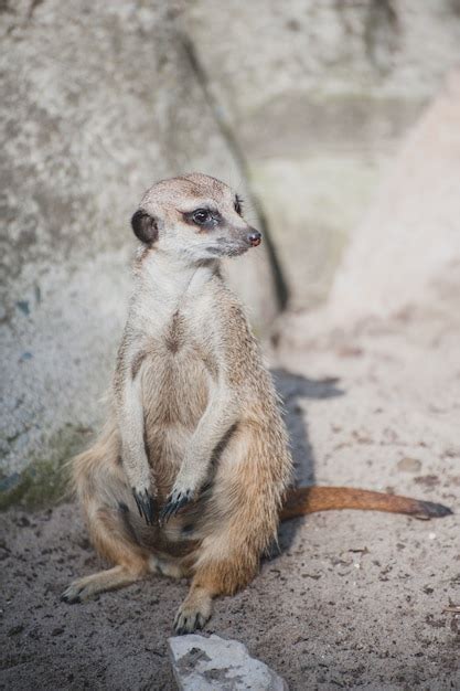 Suricate Suricate Ou Suricata Suricatta Petit Carnivore Appartenant à