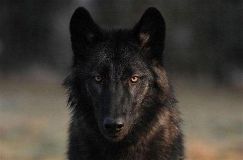 Cachorros que parecem lobos 15 raças FOTOS incríveis