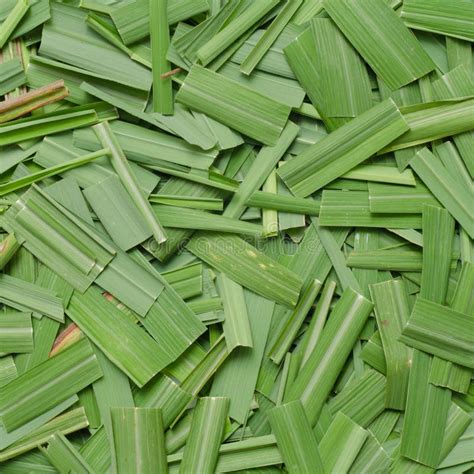 Citronella Grass leaves stock image. Image of geraniol - 32394013