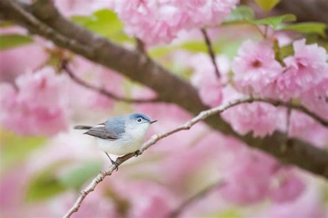 5 highlights of Spring - Smart Bird ID