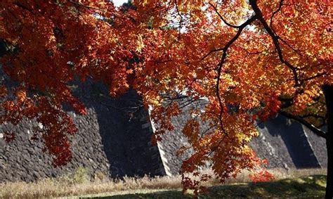 都内でも絶景！“意外と知らない”東京の紅葉スポット25選【2024】 トラベルjp 旅行ガイド