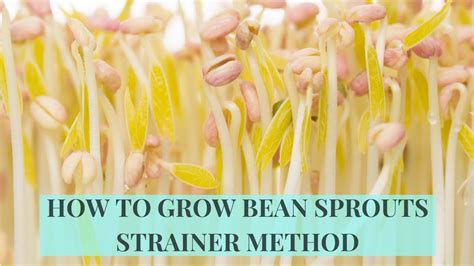 How To Grow Mung Bean Sprouts At Home Strainer Method Youtube