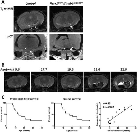 A Axial In Vivo T Weighted Mri Upper Panel And Ex Vivo Micro