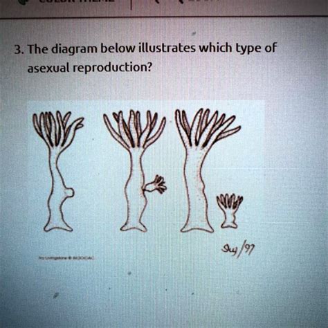 Solved 3 The Diagram Below Illustrates Which Type Of Asexual Reproduction 3 The Diagram