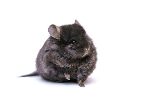 Baby Black Chinchilla