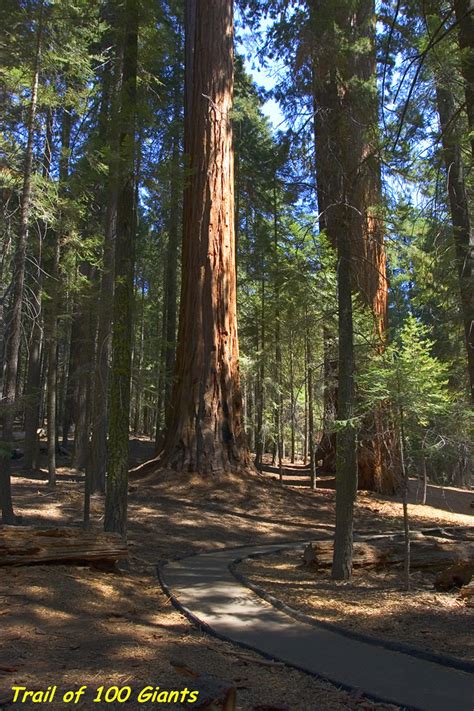 Sequoias Giant Sequoia Trees Trail Of 100 Giants Pacific Southwest