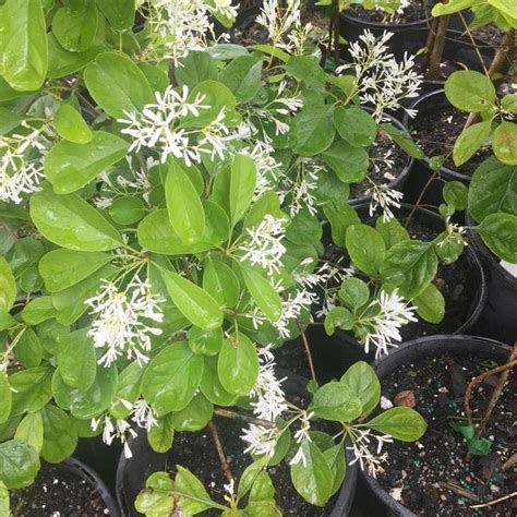 Chionanthus Retusus Chinese Fringe Tree