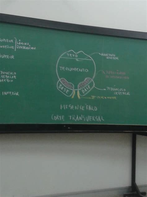 Estudo Neuroanatomia Neuroanatomia E Neurofisiologia