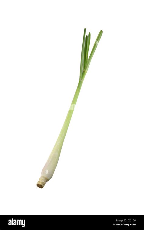 Fresh Lemongrass Isolated On White Background Stock Photo Alamy