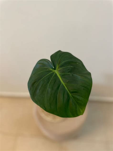 Philodendron Dean Macdowell Furniture Home Living Gardening Plants