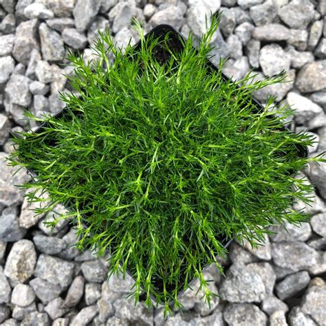 Irish Moss Lawn Factory Stores | www.micoope.com.gt