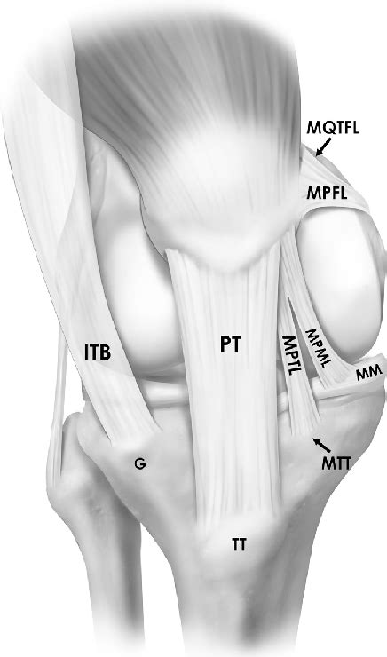 Figure From Quantitative And Qualitative Analysis Of The Medial