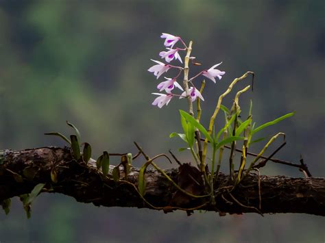 Orchids in India - Roaming Owls