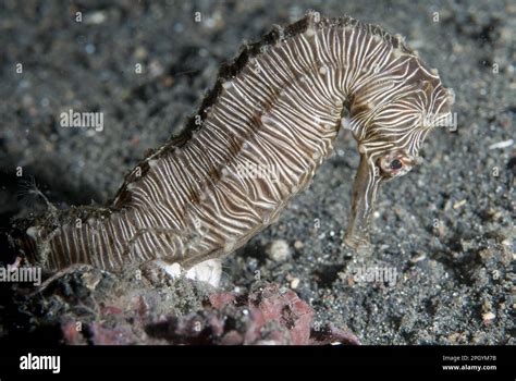 Manado Hippocampe Hippocampus Manadensis Adulte Sur Sable Noir