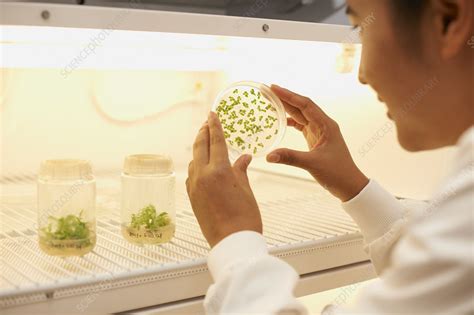 Scientist Examining Plant Sample Stock Image F0102883 Science