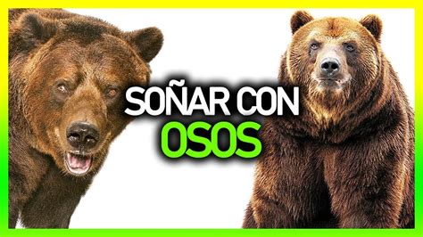 Qu Significa So Ar Con Osos Significado De Los Sue Os Youtube